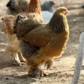 towuk BRAMA