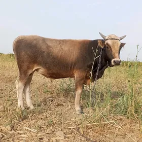 ökiz