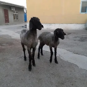 Tokli