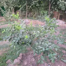 limon