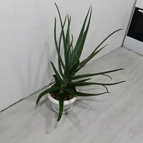 алое