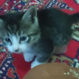 pişik