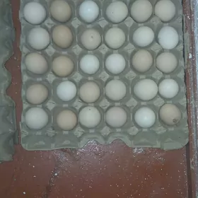 brama towuk yumurtga