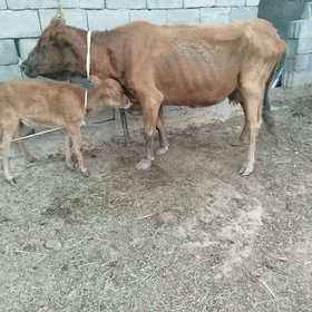 goleli sygyr