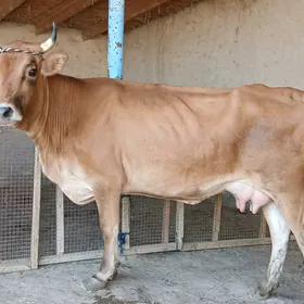goleli