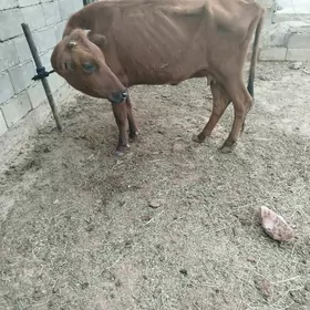 gysyr sygyr