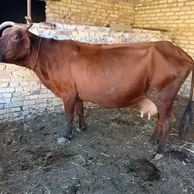 Гаты суйтли сыгыр
