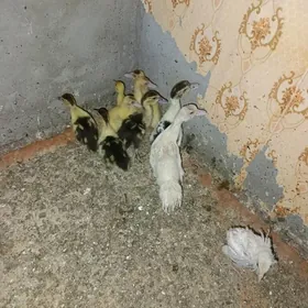 irduşka paroda ordek