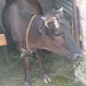 GİBRİT BOGAZ TÜWE