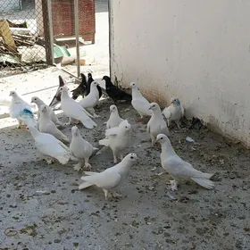 kepderi
