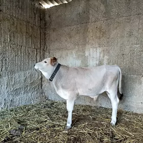 MIŞGA OKUZ ŞIWED
