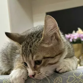 котенок