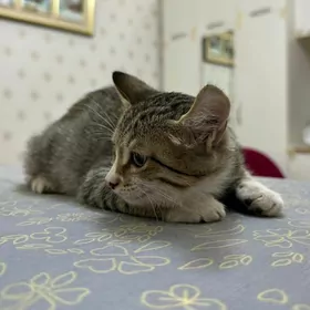 котенок