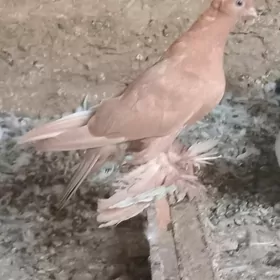 кепдери