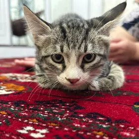 котенок