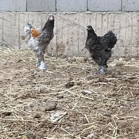 BRAMA ŶAŞ JUJELER