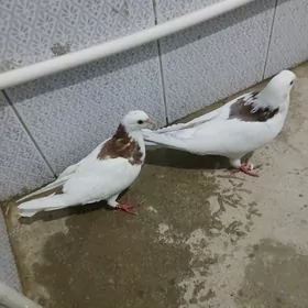 kepderi