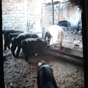 goç we teke