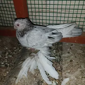 kepderi