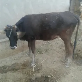 Tûwe