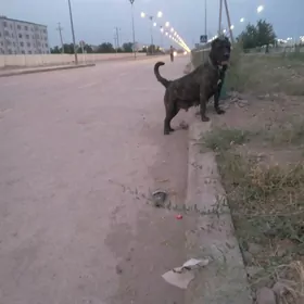 pitbul
