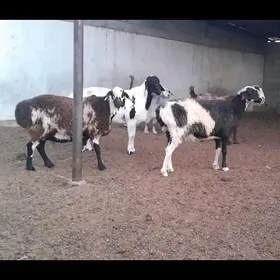 SATLYK BOGAZ KISAR GOÝUNLAR