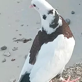 kepderi