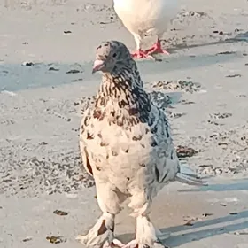 kepderi