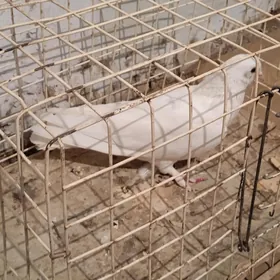 kepteri