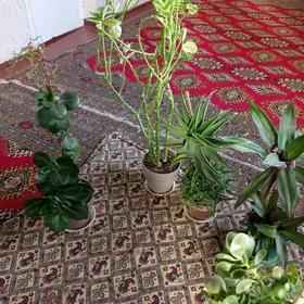 Domashny gül