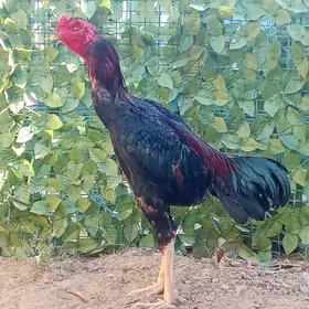 taşkent horaz