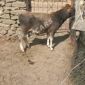 okuz tuwe