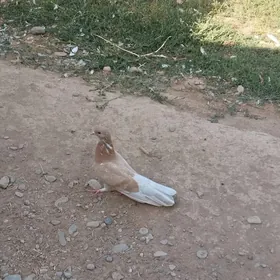 kepderi