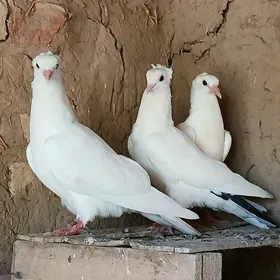 kepderi