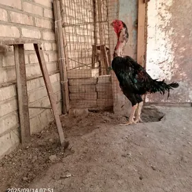 baýsy