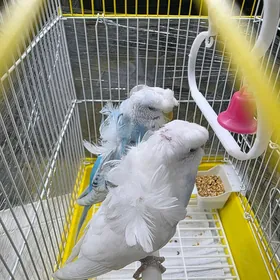 Pupugay
