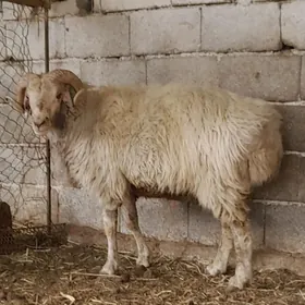 goç