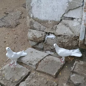 kepderi