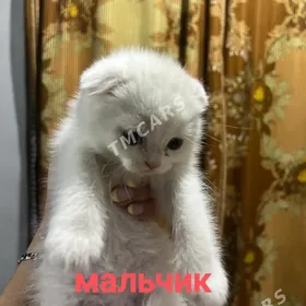шотландские котята