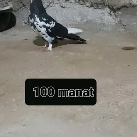 kepderi