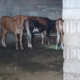 TÜWE GÖLE