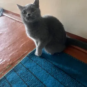 кошка