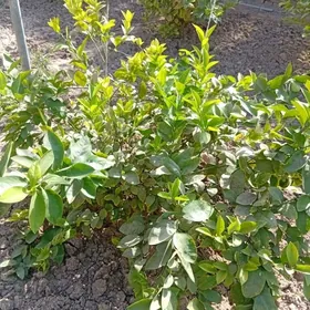 Nahal