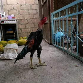 baysowbaysow