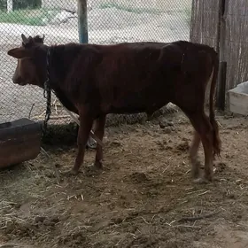 öküzler
