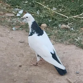 kepderi