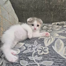 3 Reñk  pisik caga