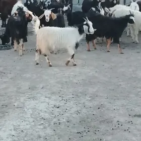 Çewiş