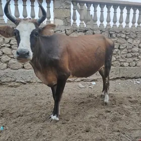 Gysyr sygyr baha 14000