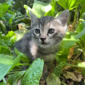 котята